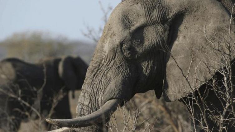 动物 | 拯救大象，中国在行动