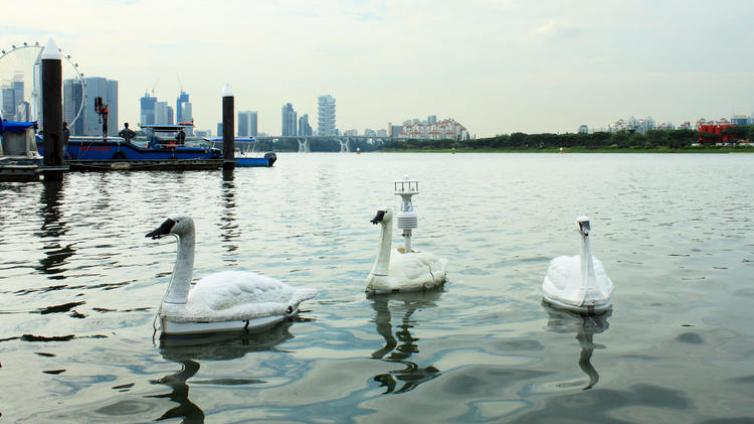 创新 | 新加坡水库上将出现 5 只机器天鹅，实时监测水质状况