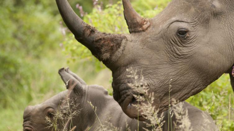 环境署：中部非洲的标志性哺乳动物受到偷猎者和武装团体的威胁