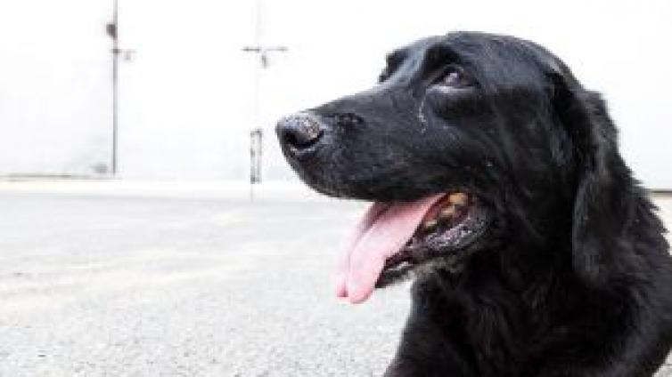 汶川地震十周年 | 最后一只汶川地震搜救犬今年走了