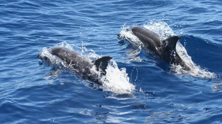 关注 | 世界动物保护协会救助澳大利亚新南威尔士州最后五只圈养海豚