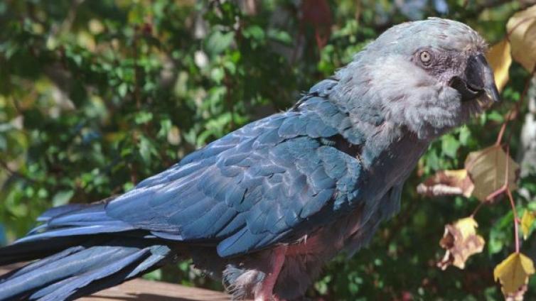 震惊 | 《里约大冒险》原型，最后一只野生斯皮克蓝金刚鹦鹉去世