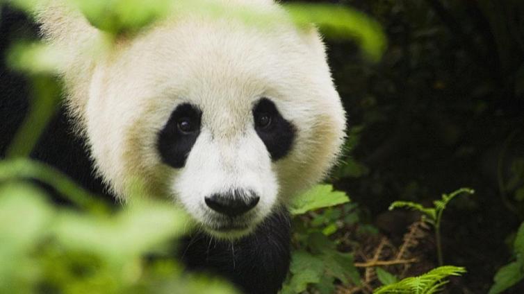 动物丨我国野外大熊猫濒危状况得到缓解