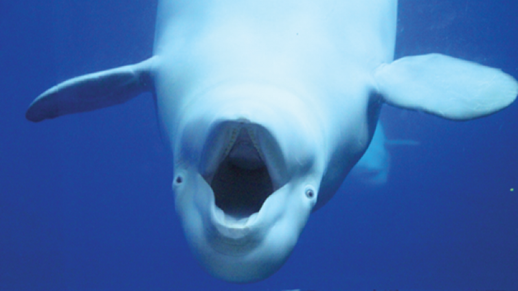 动物丨海洋公园鲸豚表演的背后