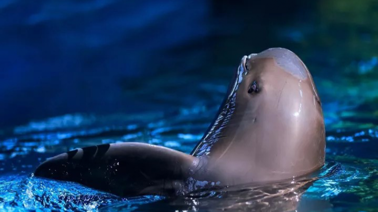 动物丨人工环境下繁殖的小江豚迎来“百天生日”
