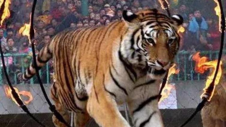 马戏团出逃老虎死亡：禁止动物表演为何这么难？