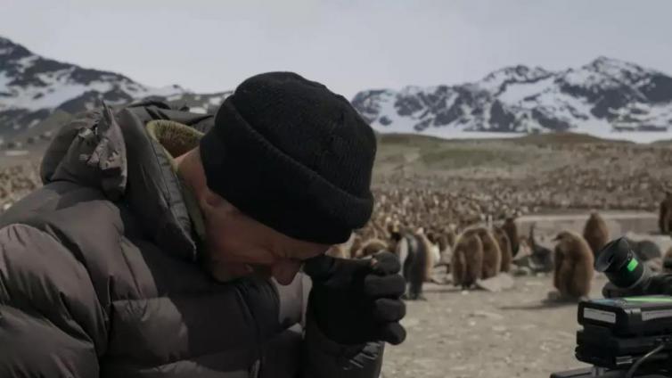 BBC摄影师哭了，镜头里企鹅死里逃生，海象跳崖自杀，满目疮痍