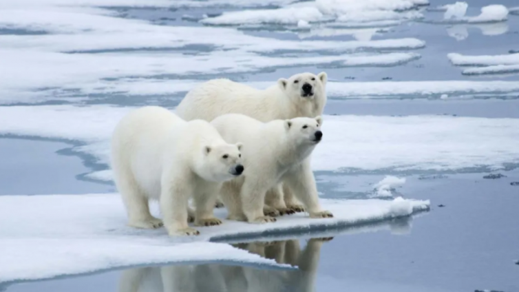 北极最高温38℃，北极熊或将灭绝……等待我们的还有什么？